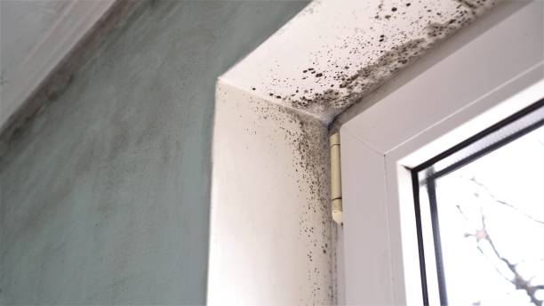 Best Mold Documentation for Insurance Claims  in Mckinleyville, CA