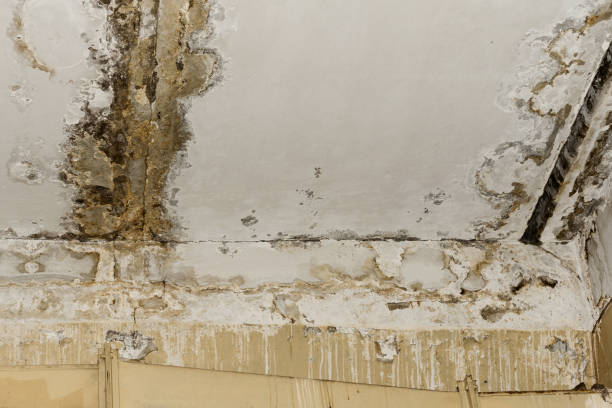 Best Water Damage & Mold Remediation  in Mckinleyville, CA