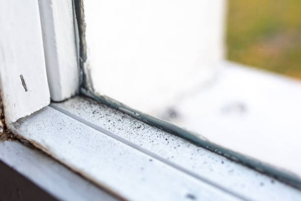 Best Post-Construction Mold Inspection  in Mckinleyville, CA