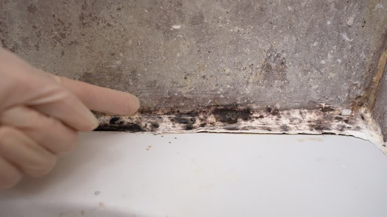 Best Environmental Consulting for Mold Prevention  in Mckinleyville, CA
