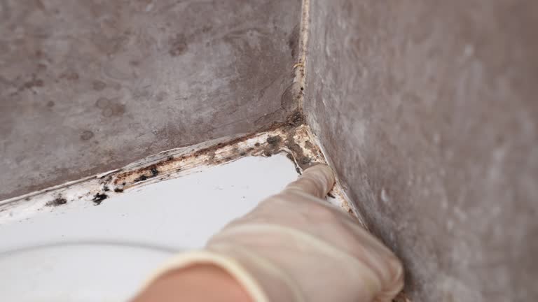 Forensic Mold Investigation in Mckinleyville, CA