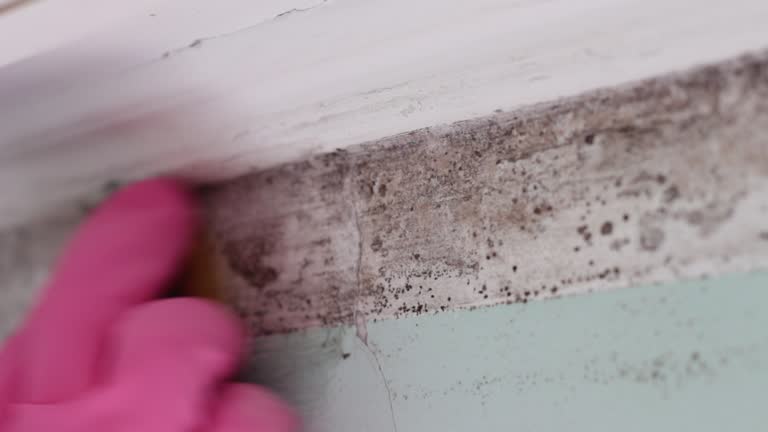 Mold Remediation for Vacation Homes in Mckinleyville, CA